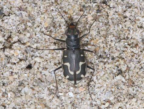 Image of Cicindela (Cicindela) hirticollis gravida Le Conte 1851