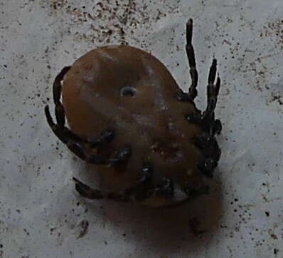 Image of Tick