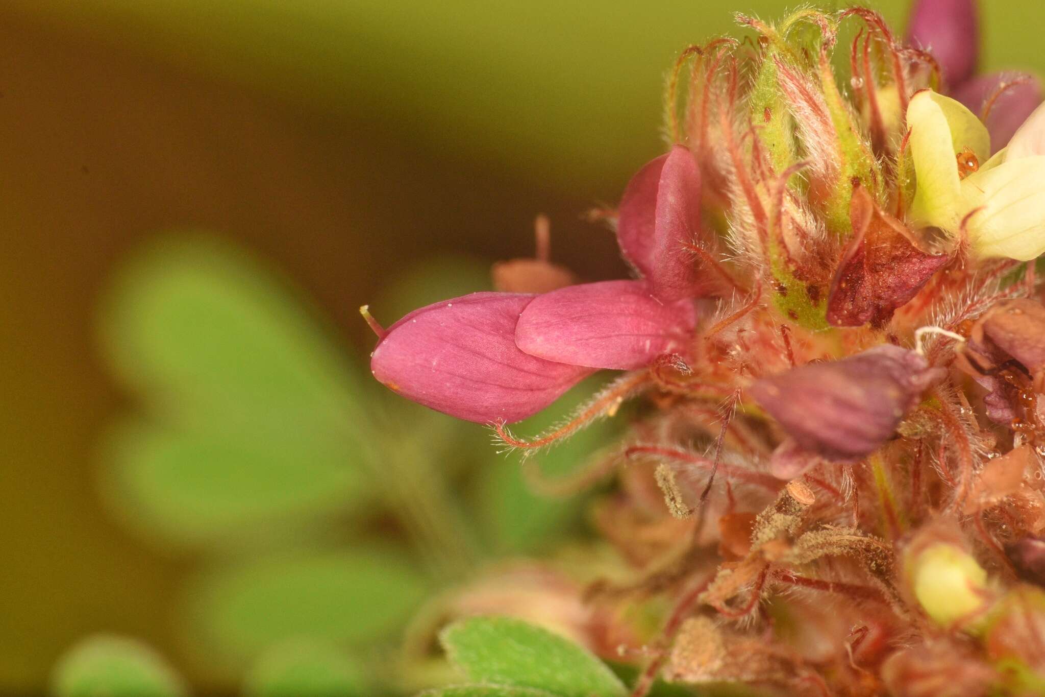 Image of Florida prairie-clover