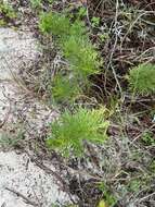 Image of Senecio platensis Arechav.