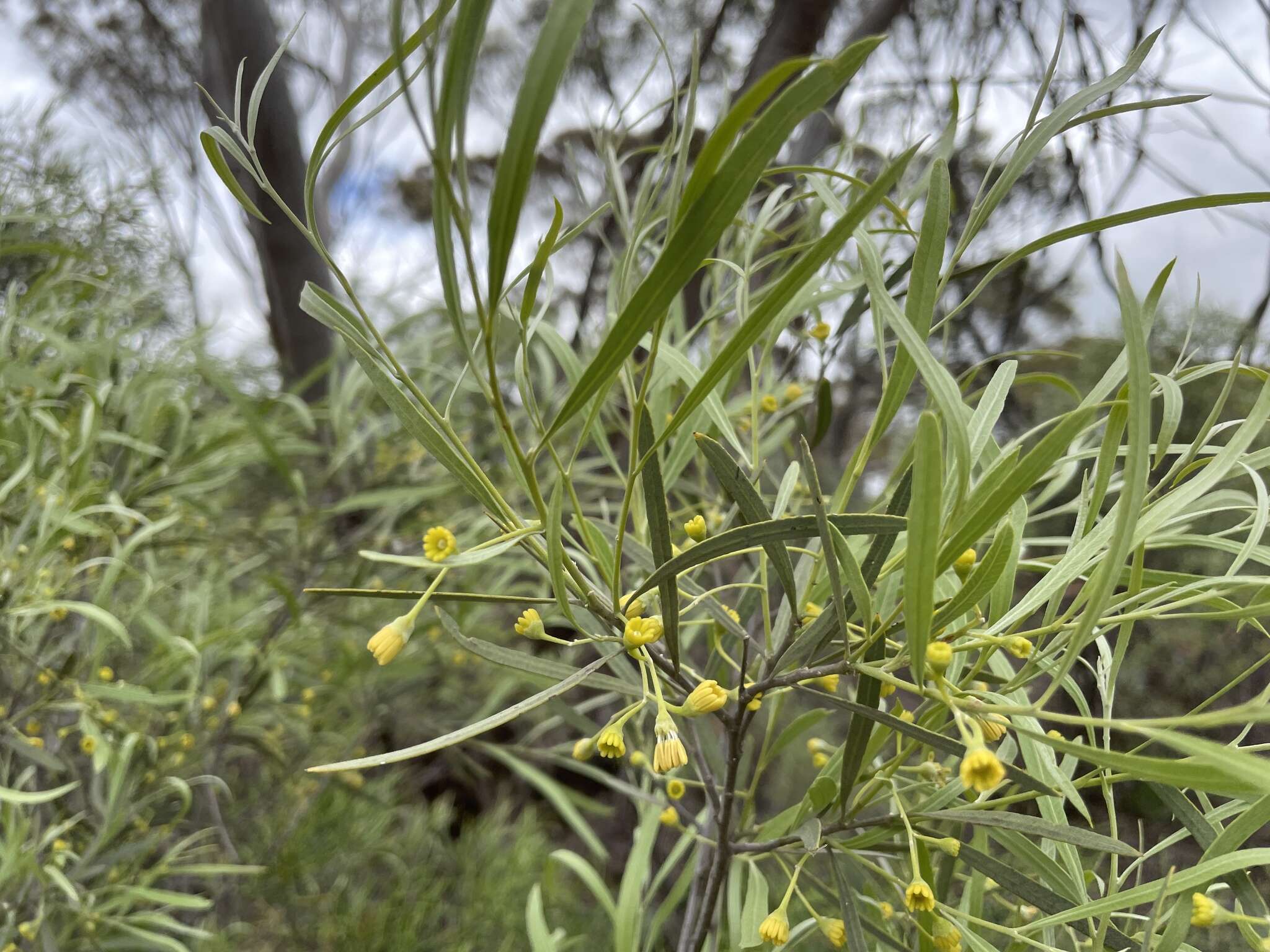 Image of Alectryon oleifolius subsp. canescens S. Reyn.