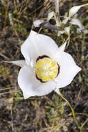 Image of Nez Perce mariposa lily