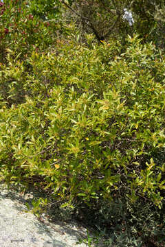 Image de Lithraea brasiliensis March.