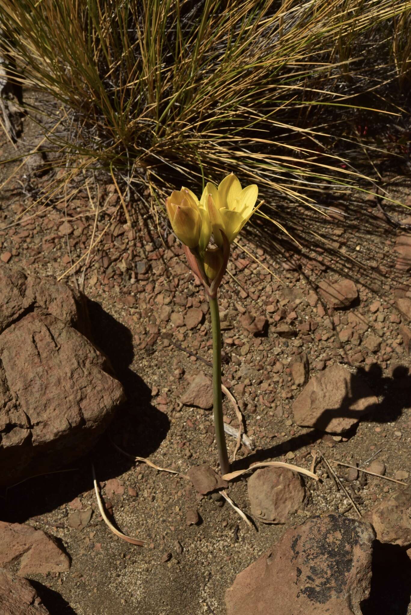 Imagem de Zephyranthes gilliesiana