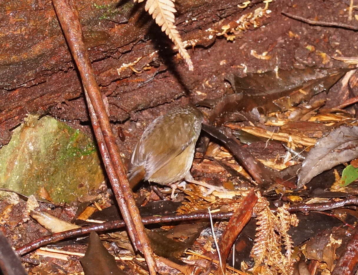 Image of White-browed Scrubwren