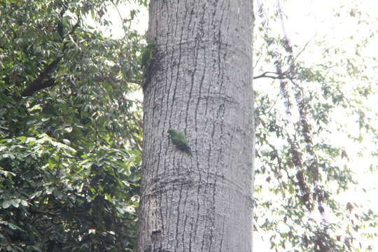 Image of Green Parakeet