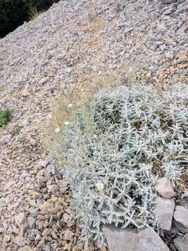 Image of Boreal chickweed