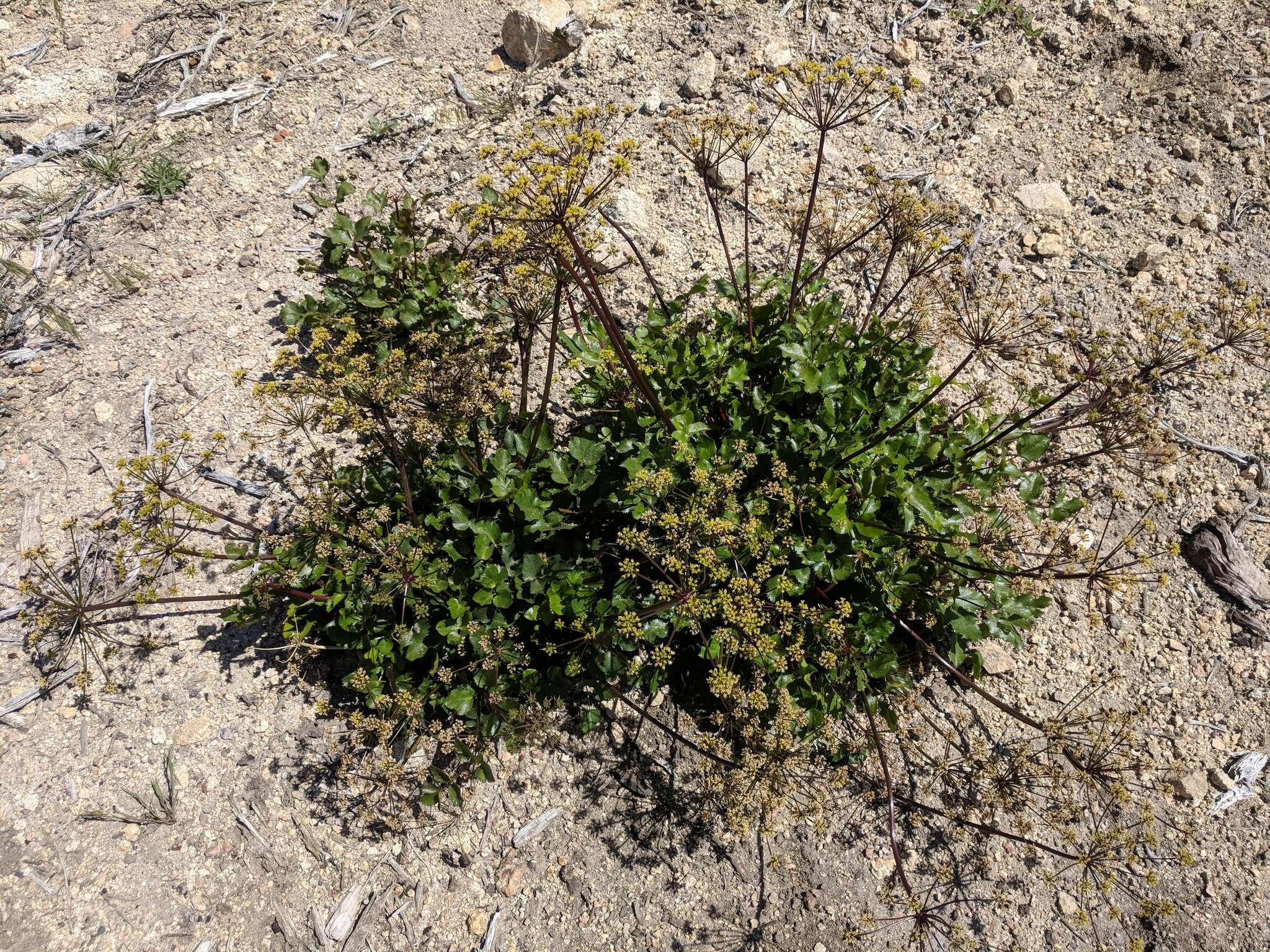 Image of southern umbrellawort