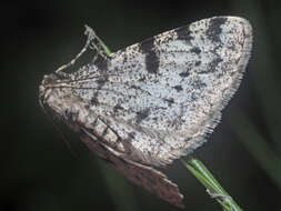 Image of dotted carpet