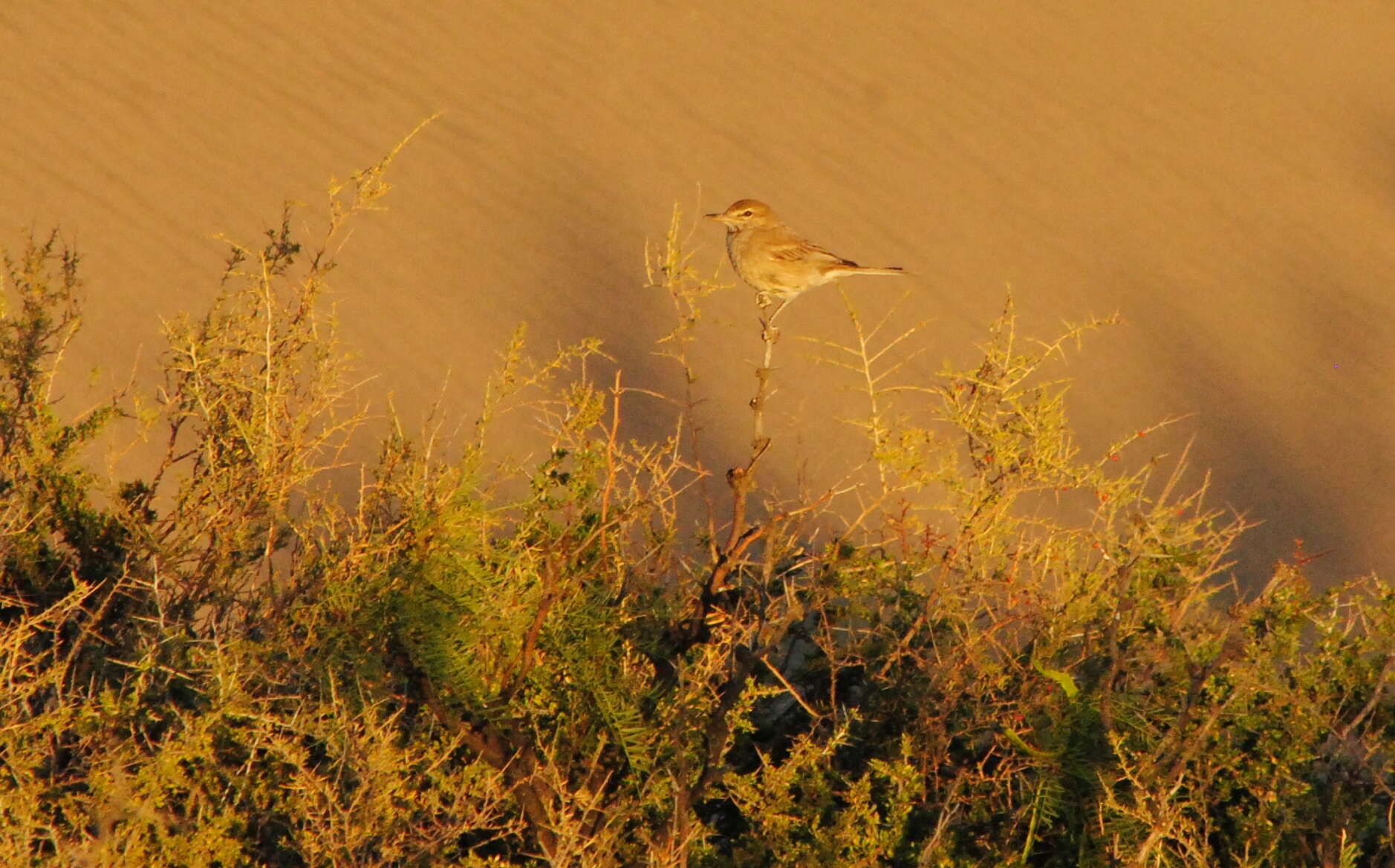 Image of Gray-bellied Shrike-Tyrant