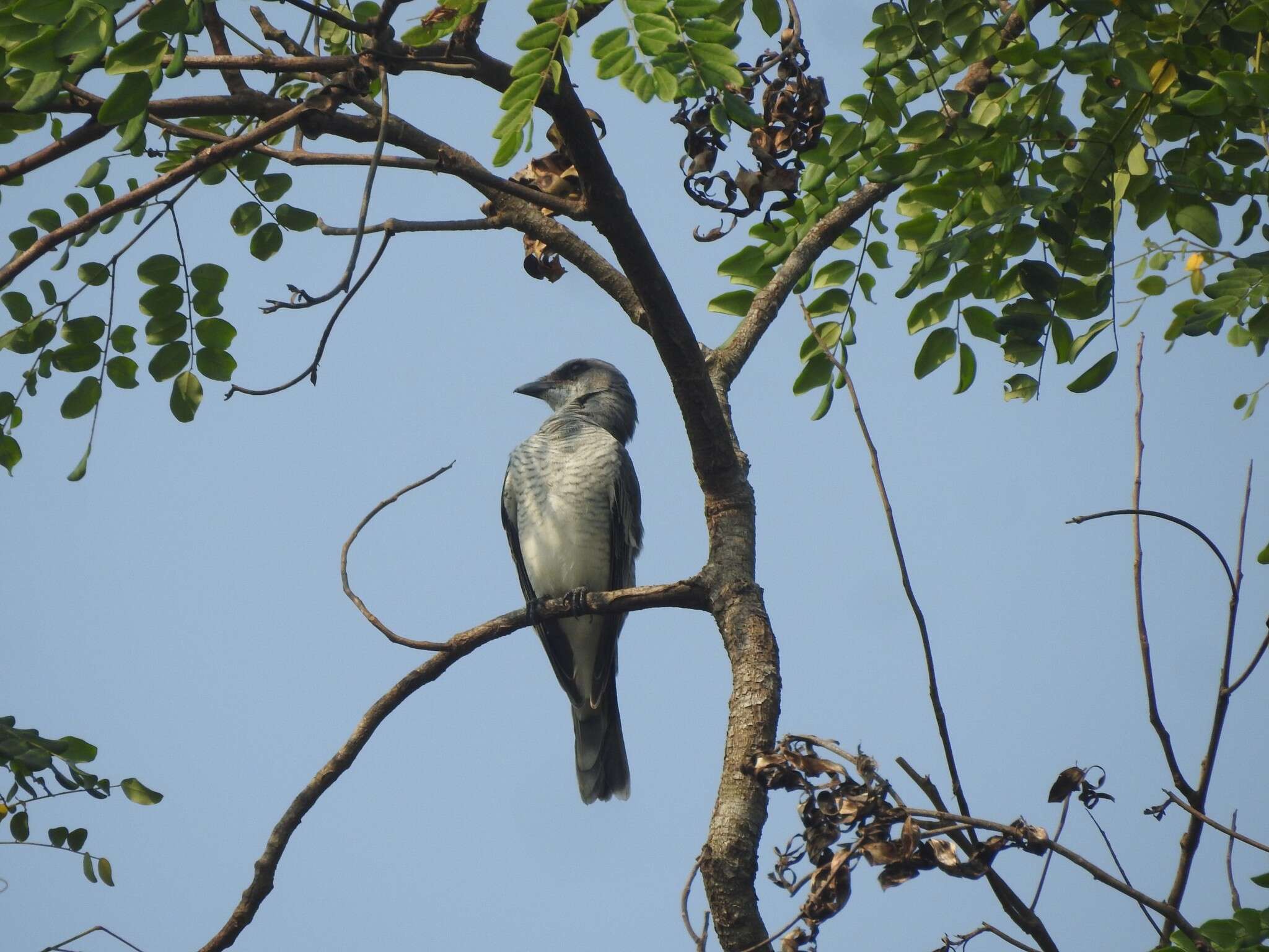 Image of Large Cuckoo-shrike