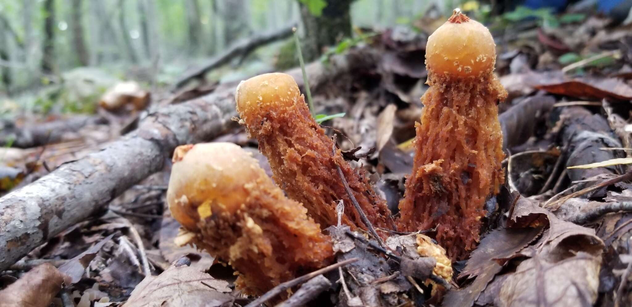 Sivun Calostoma ravenelii (Berk.) Massee 1888 kuva