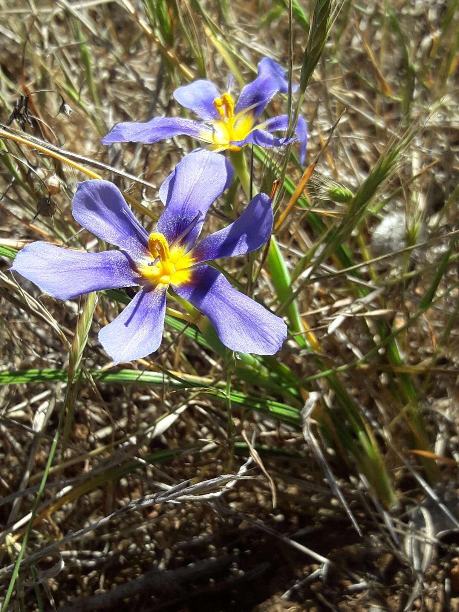 Image of Calydorea xyphioides (Poepp.) Espinosa