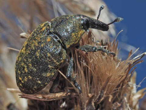 Image of Weevil