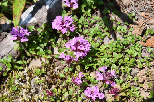 صورة Thymus reverdattoanus Serg.