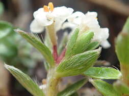 Image of Pimelea oreophila subsp. hetera C. J. Burrows