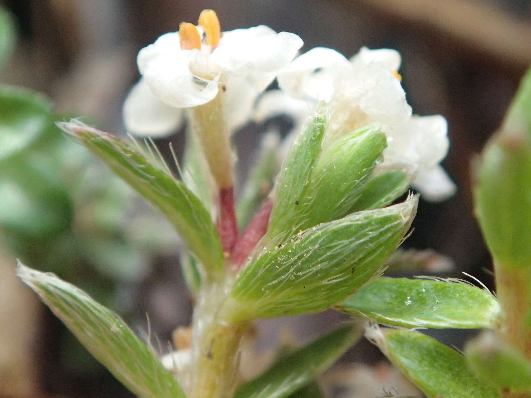 Image of Pimelea oreophila subsp. hetera C. J. Burrows