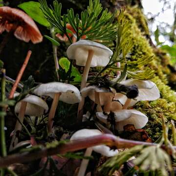 Image of Gymnopus omphalodes (Berk.) Halling & J. L. Mata 2004