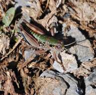 Plancia ëd Cophopodisma pyrenaea (Fischer 1853)