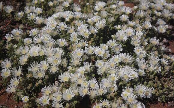 Imagem de Drosanthemum framesii L. Bol.