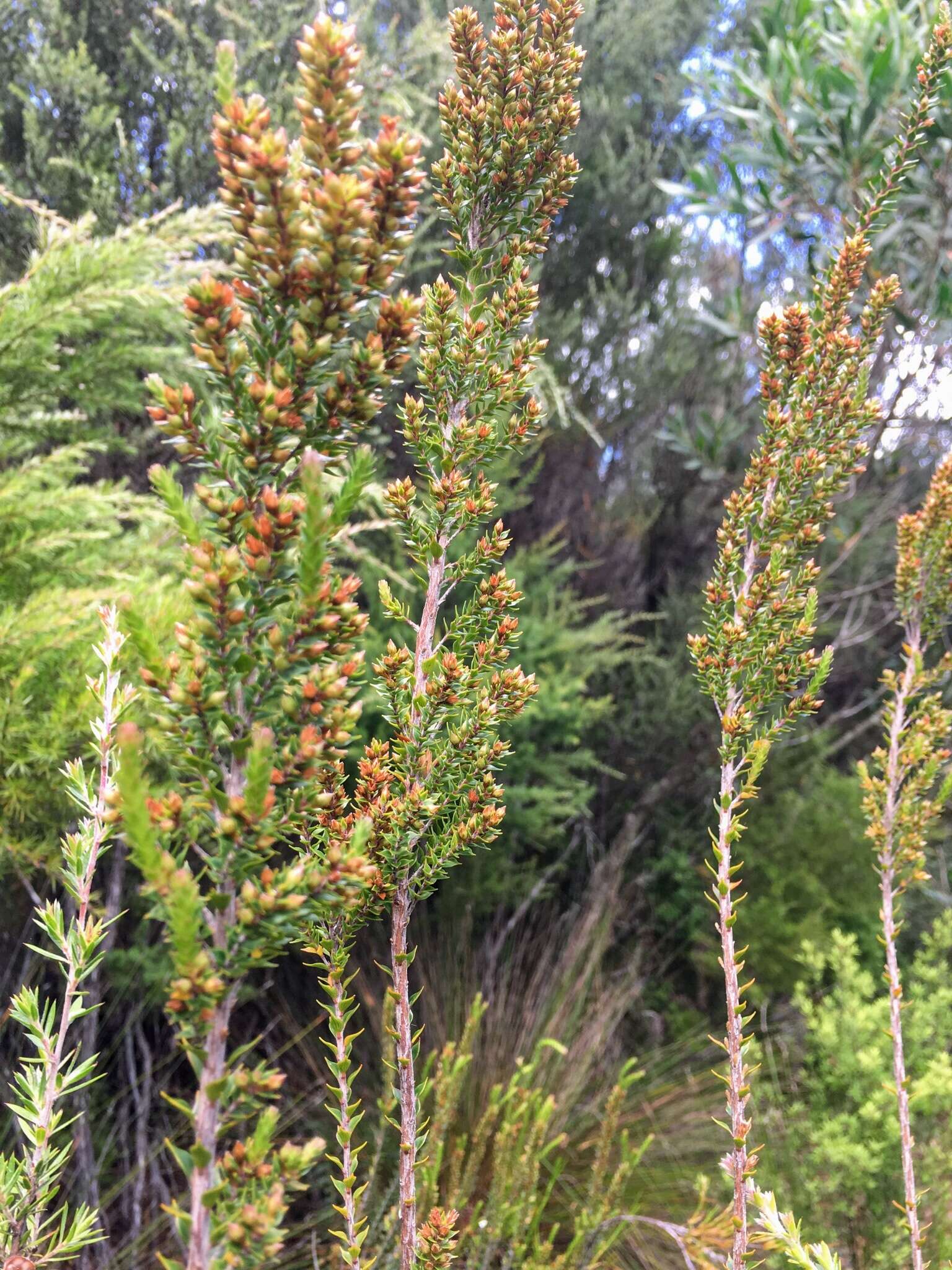 Image of Epacris pauciflora A. Rich.