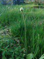 Imagem de Micranthes integrifolia (Hook.) Small