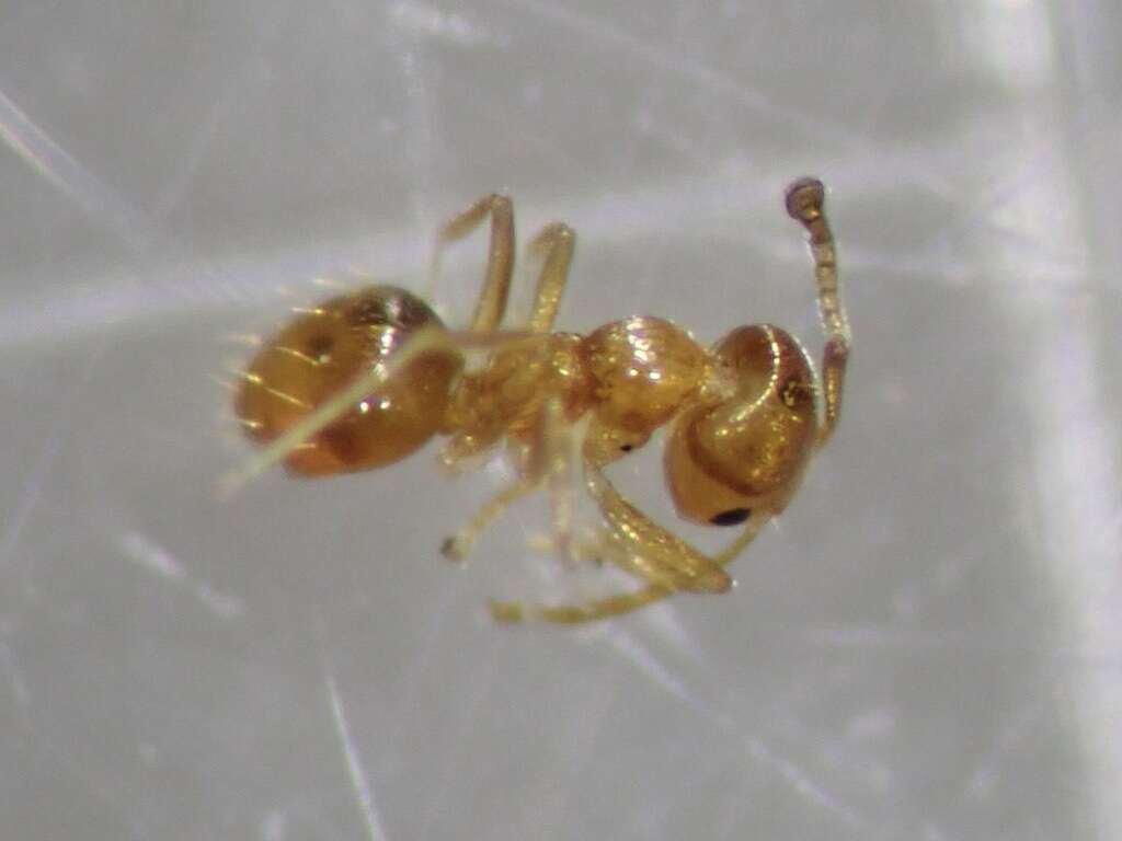 Image of Little yellow ant