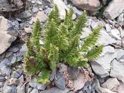 Image of Polystichum cystostegia (Hook.) Armstr.