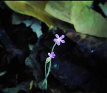 Image of Puerto Rico Ghostplant