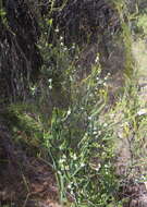 Image of Epacris pauciflora A. Rich.