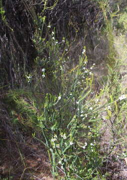 Image of Epacris pauciflora A. Rich.