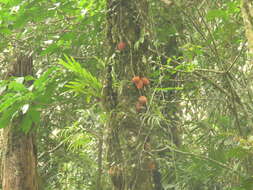 Image of Ficus punctata Thunb.