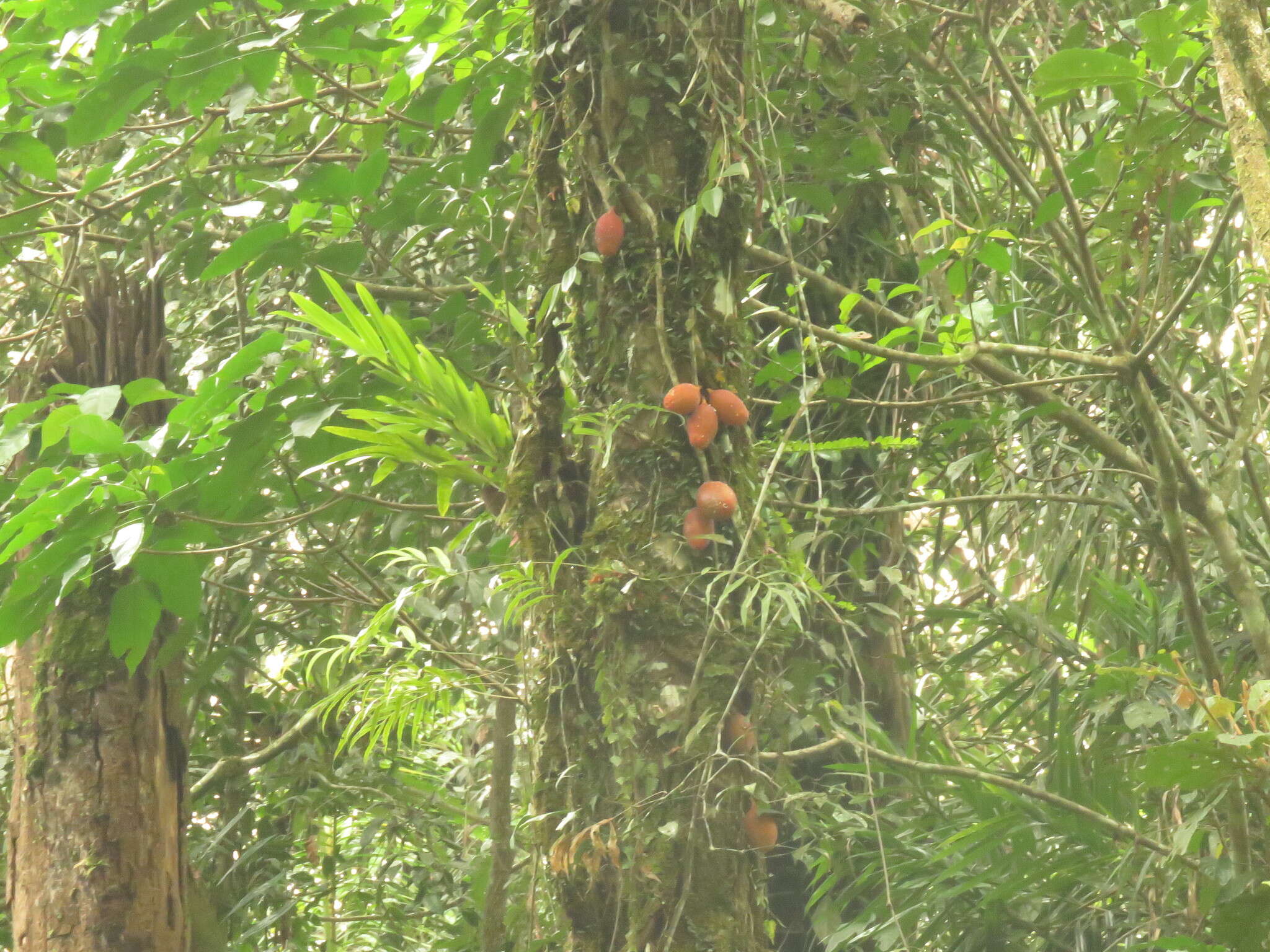 Image of Ficus punctata Thunb.