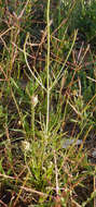 Image of Hopi tea greenthread