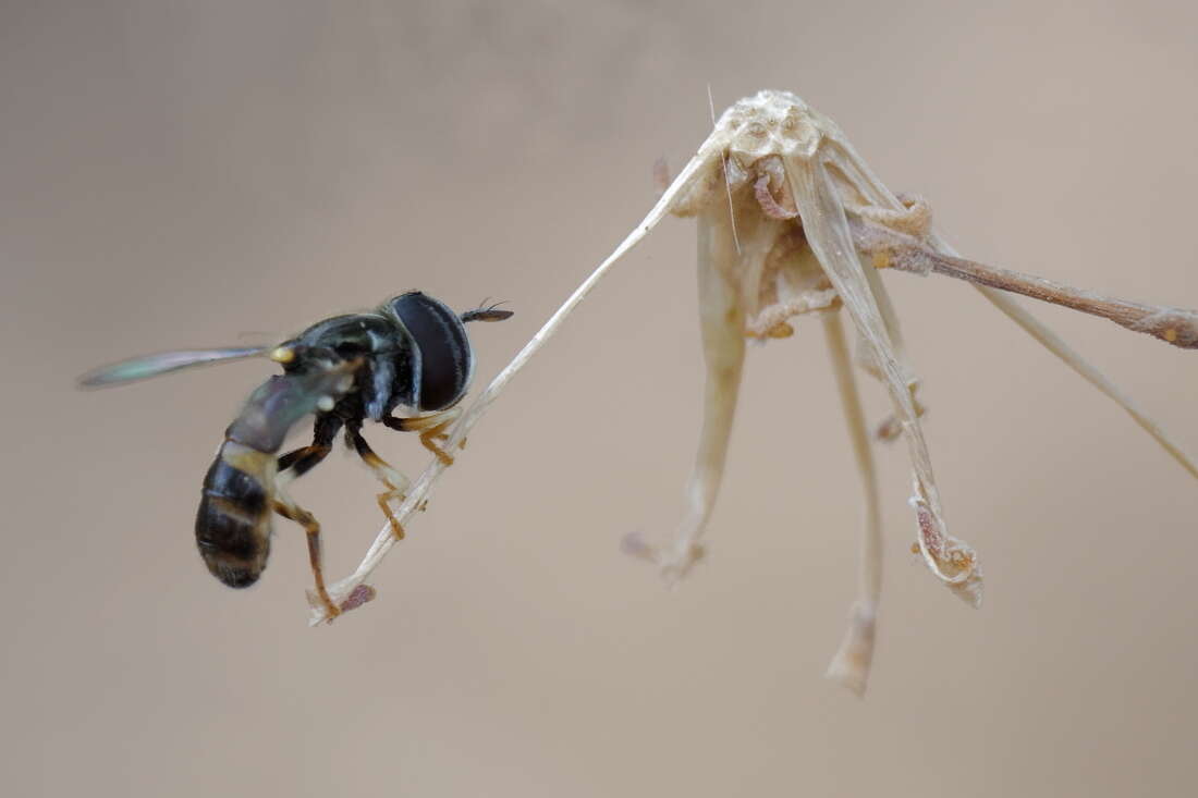 Image of Paragus quadrifasciatus Meigen 1822