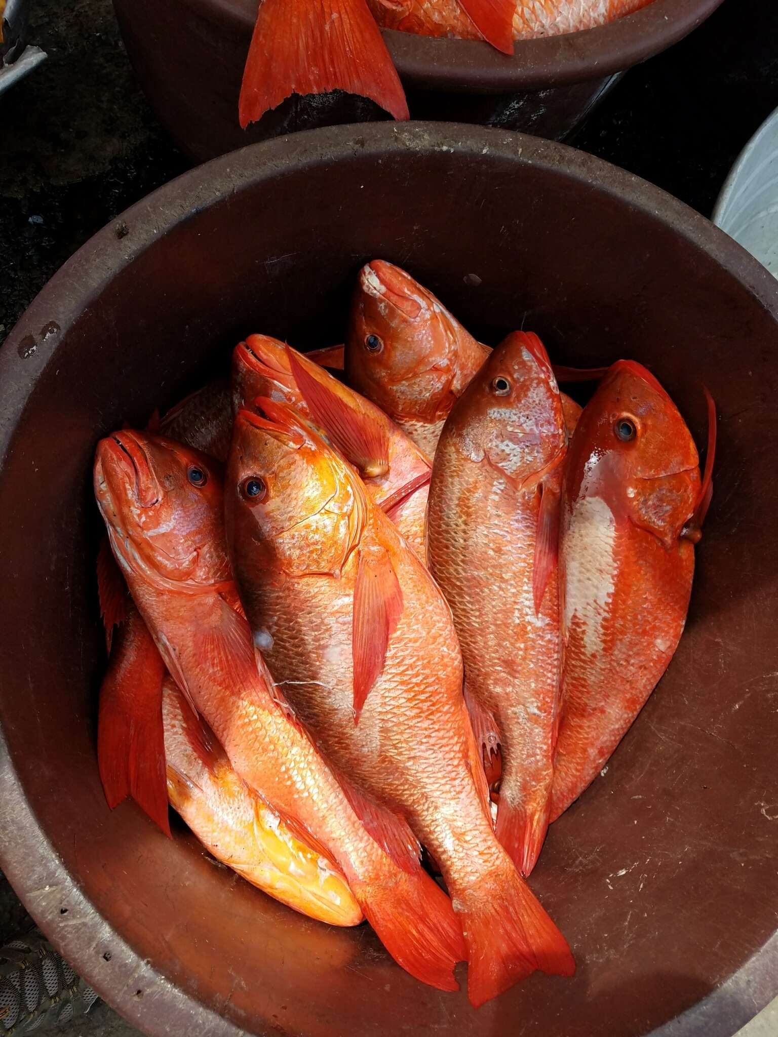 Image of Colorado snapper