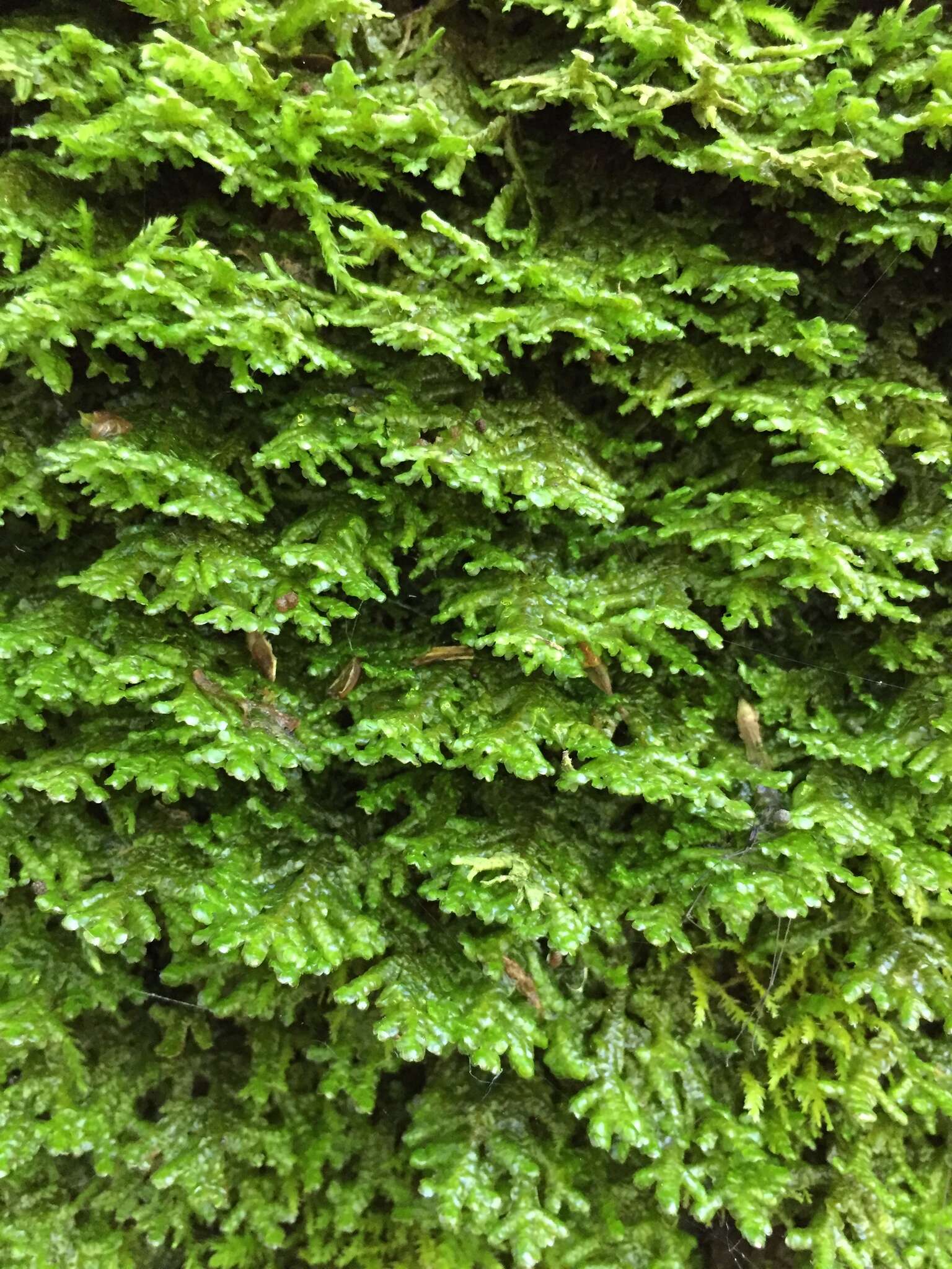 Image of Wall Scalewort