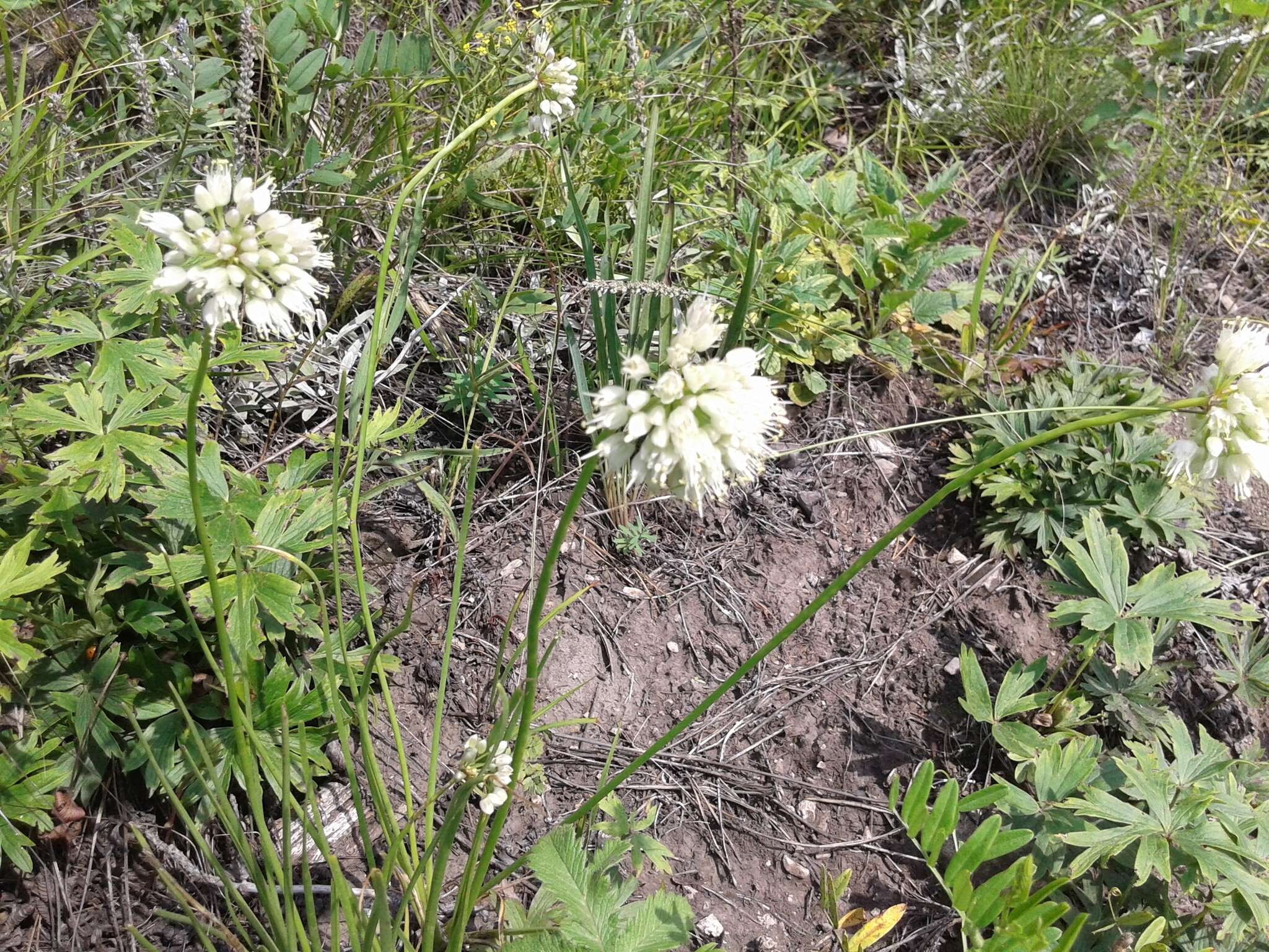 Image of Allium stellerianum Willd.