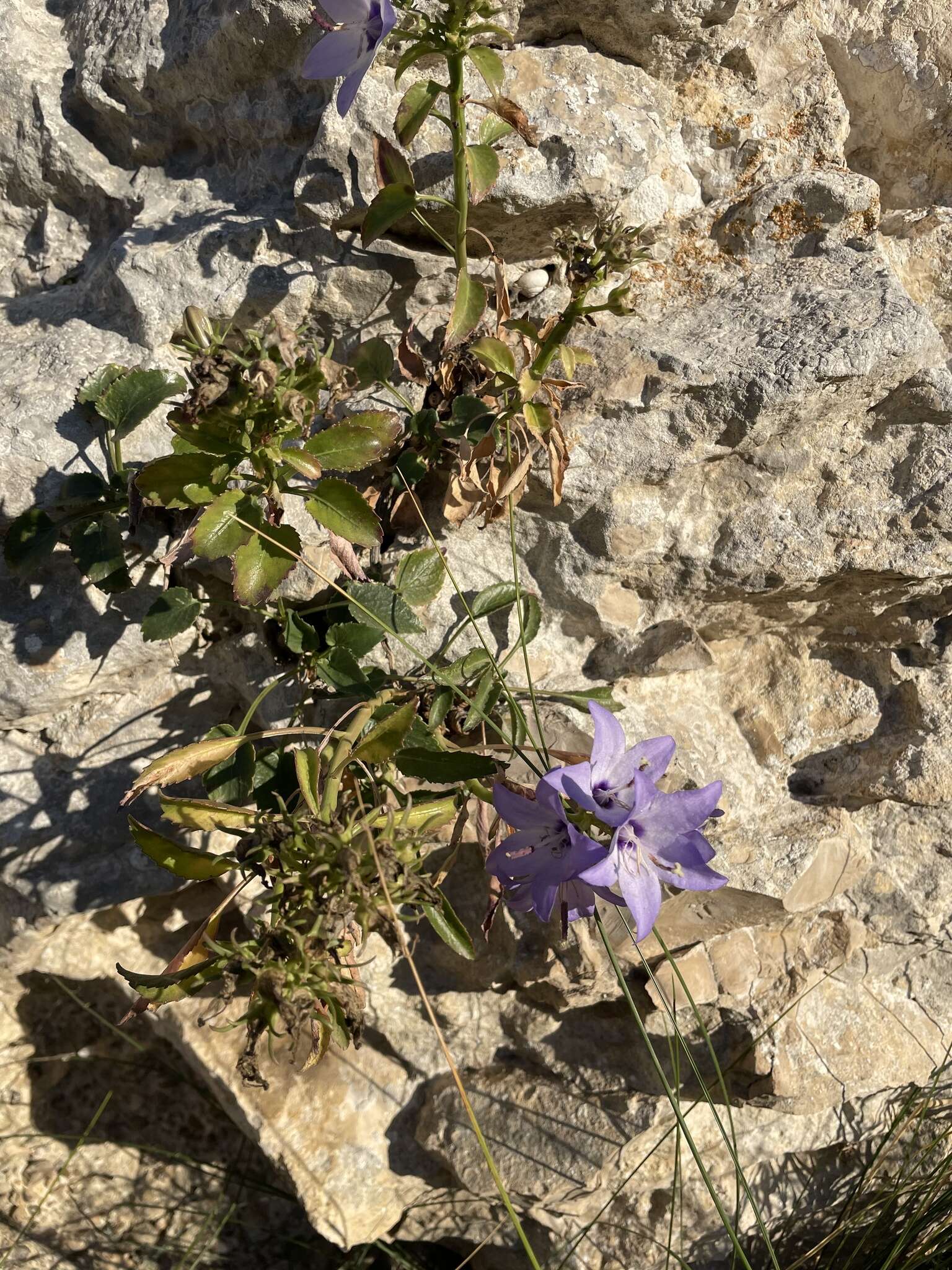 Imagem de Campanula versicolor subsp. tenorei