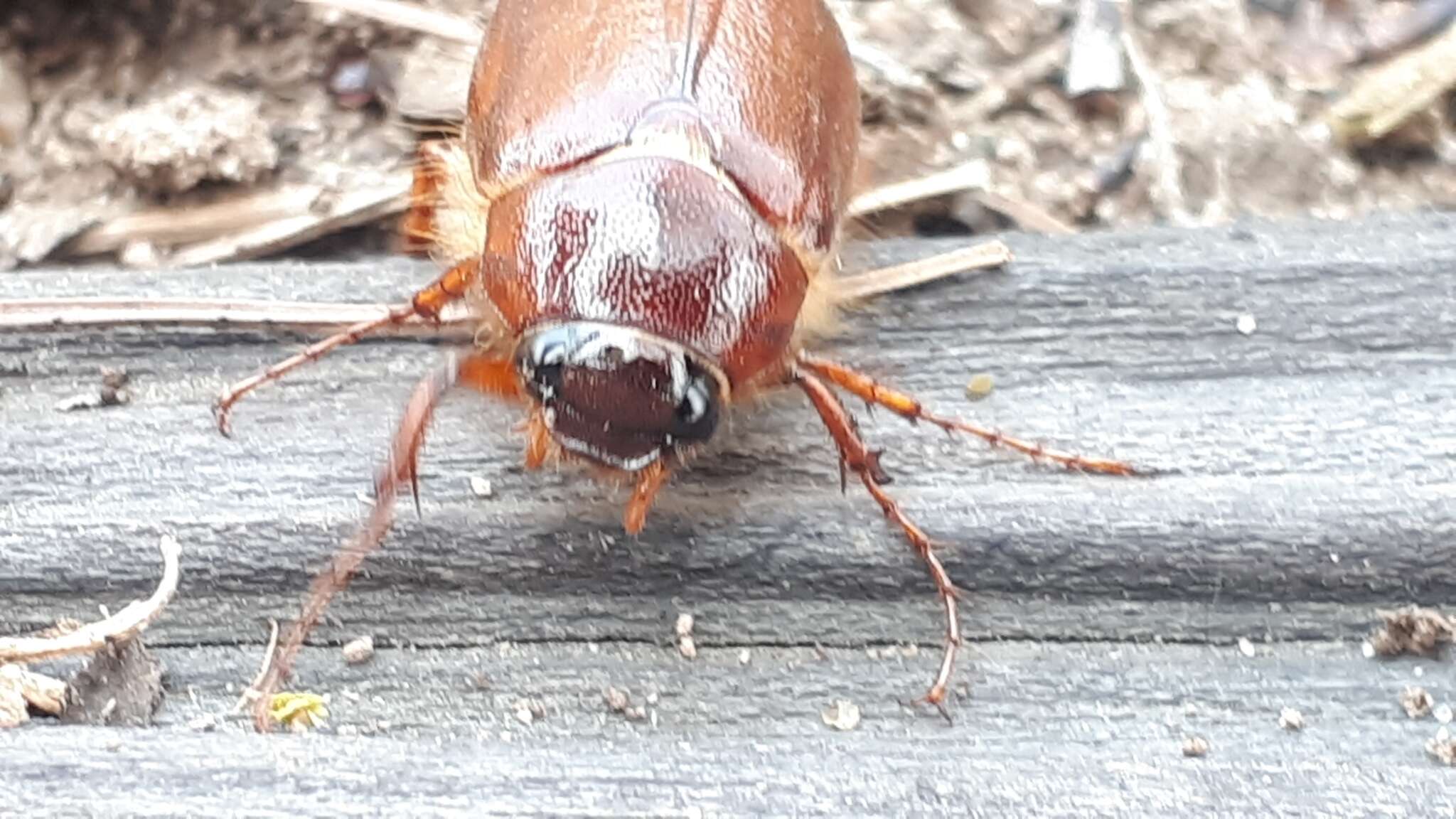 Image of Phyllophaga (Phyllophaga) futilis (Le Conte 1850)