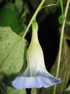Image of Ipomoea aristolochiifolia (Kunth) G. Don