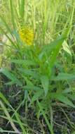 Imagem de Lysimachia terrestris (L.) Britton, Stern & Poggenb.