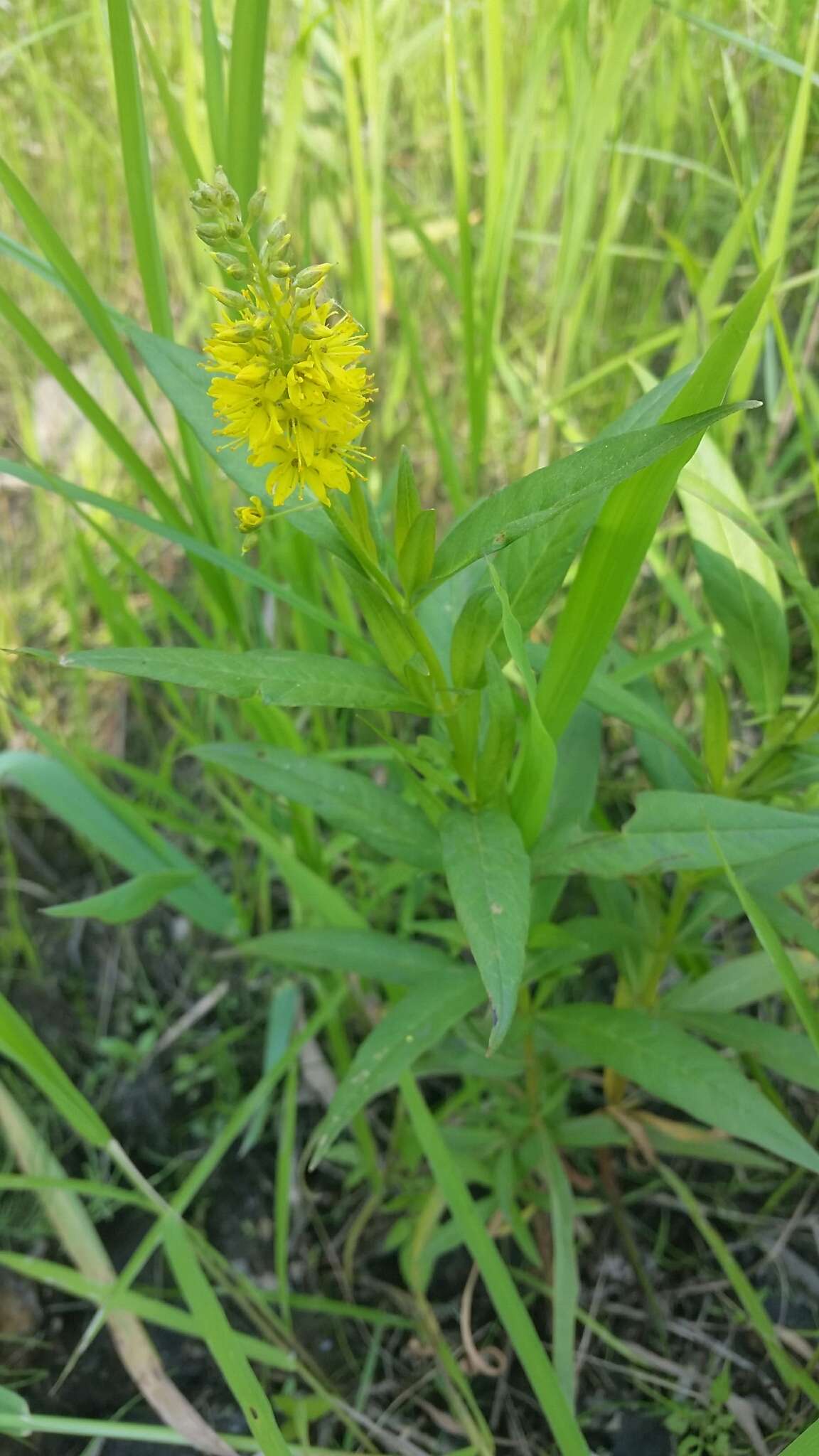 Imagem de Lysimachia terrestris (L.) Britton, Stern & Poggenb.