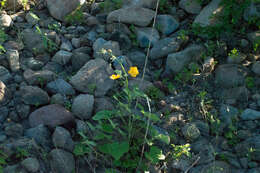 Image of Horsfordia rotundifolia S. Wats.