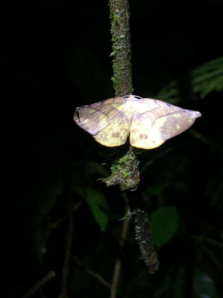 Image de Simopteryx torquataria Walker 1860