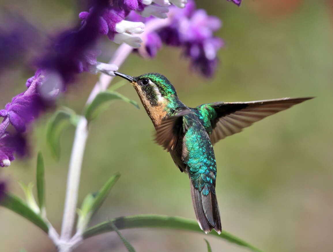 Image of White-throated Mountain-gem