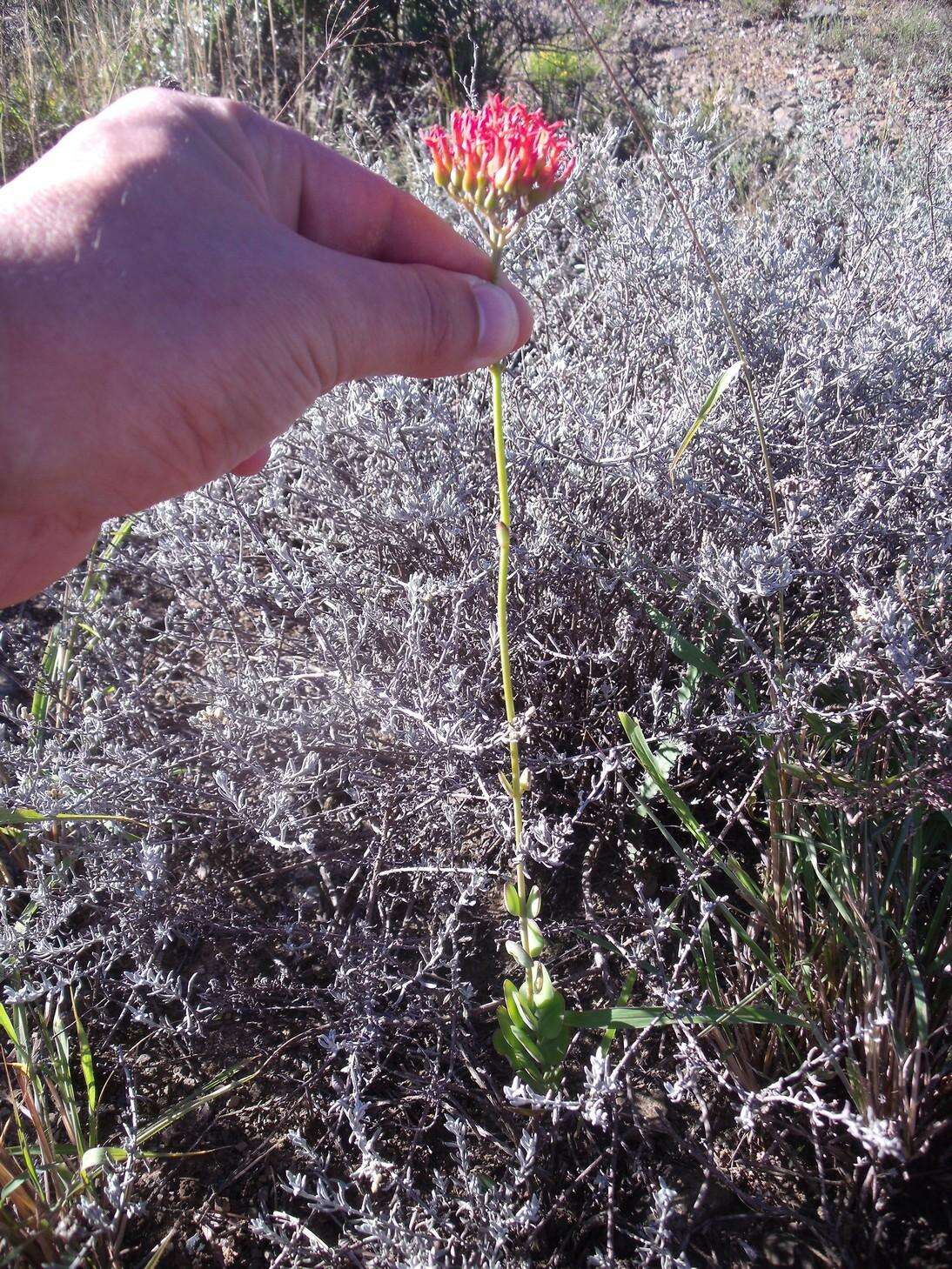 Image of Common kalanchoe