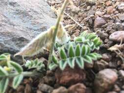 Imagem de Astragalus malacus A. Gray