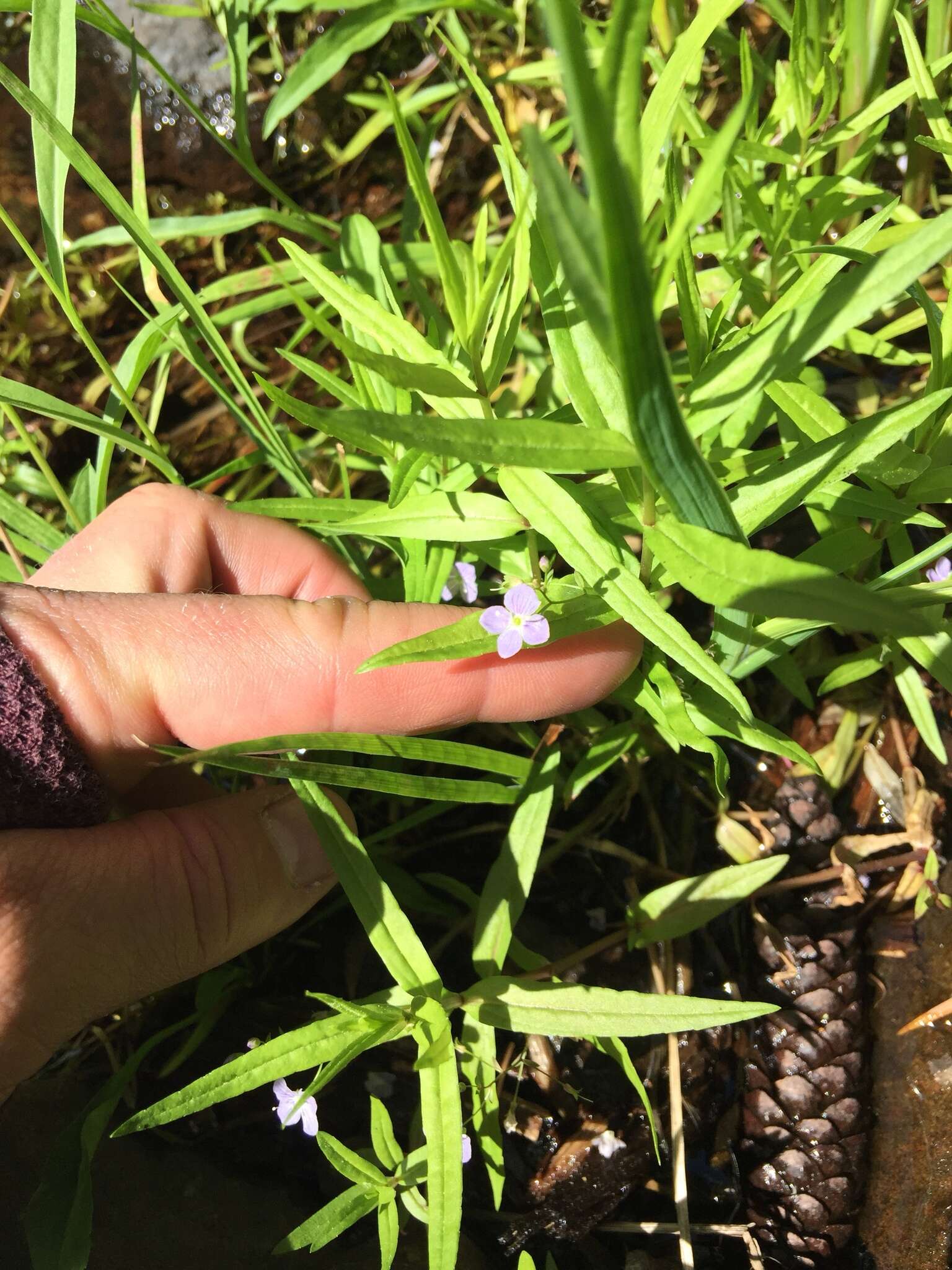 Image of Marsh Speedwell