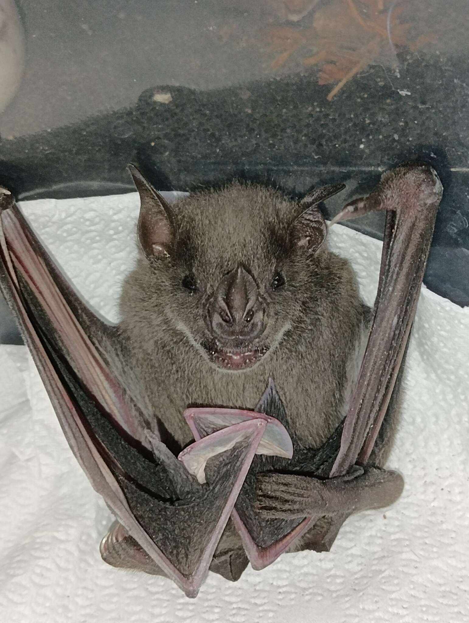 Image of Flat-faced Fruit-eating Bat